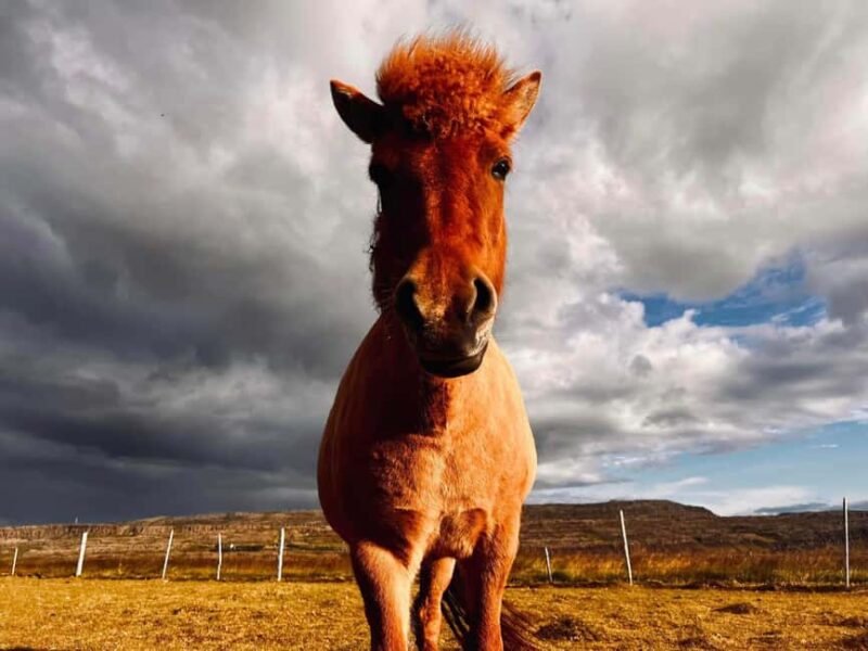 Private Farm Stay in the West & Snæfellsnes Adventure - Discover Iceland’s Authentic West & Snæfellsnes With a Private Farm Stay