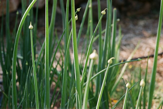 Private Farm Workshop in Napa Valley - Discover the Location and Setting of the Farm Workshop