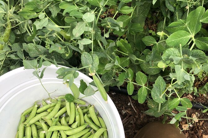 Private Farm Workshop in Napa Valley - Practical Tips and Personalized Feedback for Home Gardeners