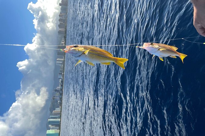 Private Fishing Charter for Family and Friends in Honolulu - Spotting Marine Wildlife: Dolphins, Whales, and Turtles