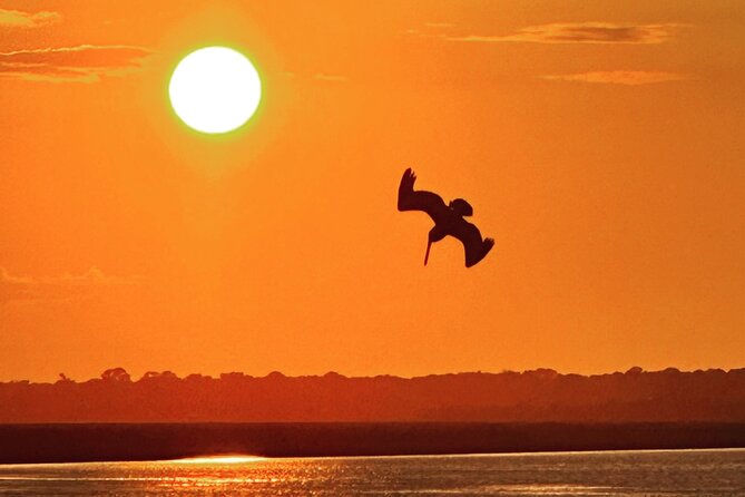 Private Folly Beach Dolphin Cruise (up to 12) - Key Points