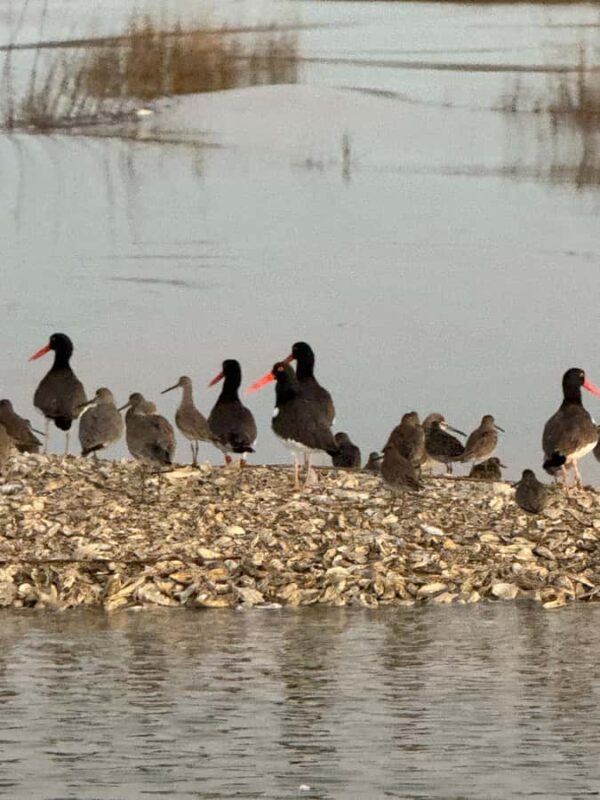 Private Folly River Dolphin Cruise/BYOB - The Flexibility of BYOB and Refreshments