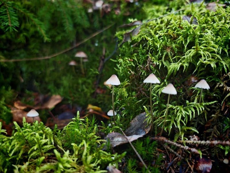 Private Forest Mind Tour in Tampere - Cancellation and Booking Flexibility