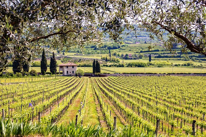 Private Frascati Day Trip With Lunch & Wine Tasting in a Vineyard - Optional Traditional Italian Lunch