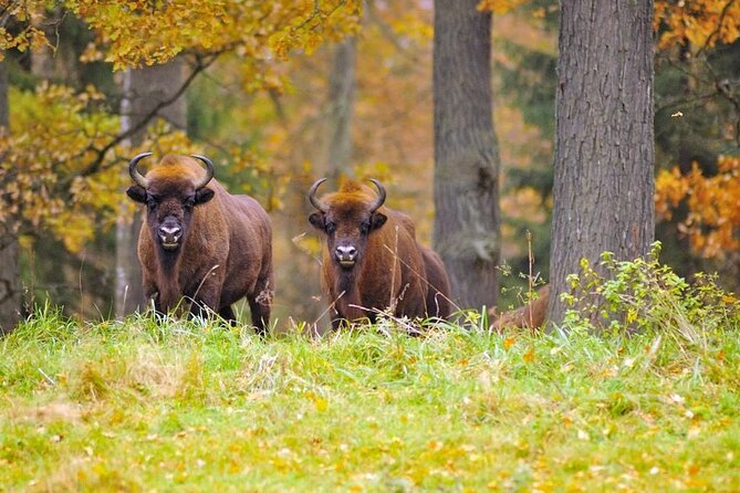 Private Full Day Bison Safari Tour in Bialowieza National Park - Discover the Private Full Day Bison Safari Tour in Bialowieza National Park