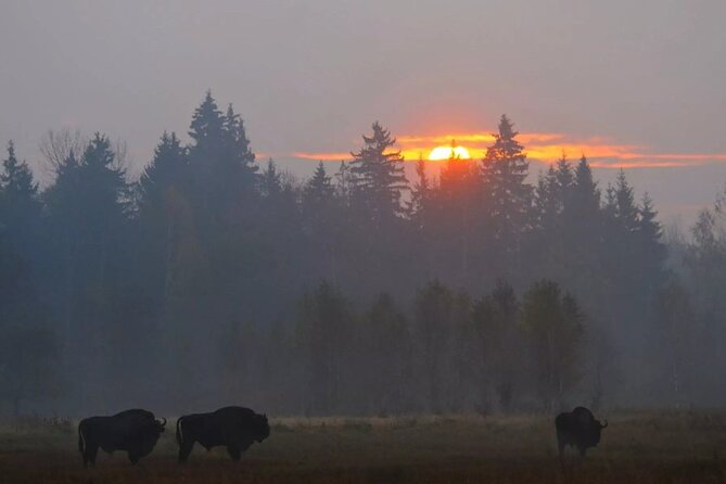 Private Full Day Bison Safari Tour in Bialowieza National Park - Key Points