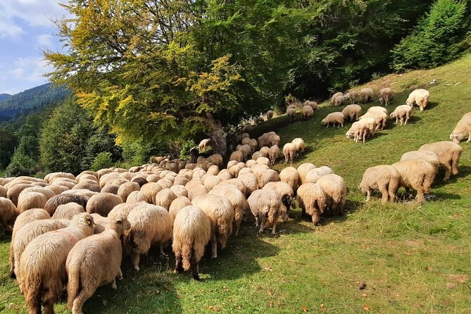 Private Full-Day Hiking Tour in Piatra Craiului National Park - The Sum Up: A Well-Rounded Mountain Escape from Brasov