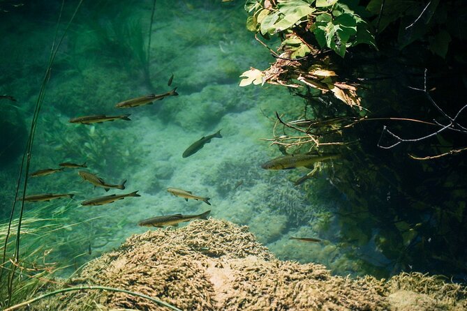 Private Full-Day Krka Waterfalls Tour with Wine Tasting - Key Points