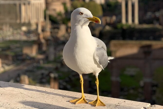 Private Full Day Rome Tour - Licensed Tour Guide, Executive Car - Discovering Ancient Roman Entertainment and Views