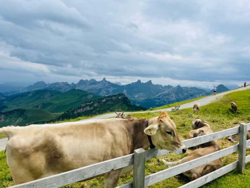 Private Full-Day tour around Central Switzerland - Frequently Asked Questions