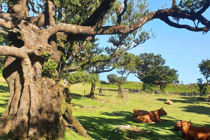 Private Full Day Tour by Jeep 4x4 West Side Madeira - Visiting the Fanal Forest: Ancient Trees and Natural Beauty