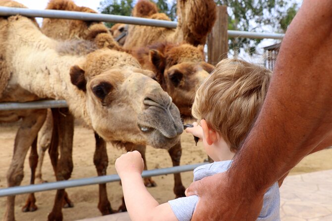 Private Full-Day Tour in Larnaca with Hotel Pick Up - Starting Point: Hotel Pickup in Larnaca