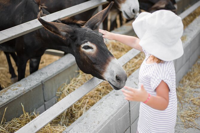Private Full-Day Tour in Larnaca with Hotel Pick Up - Visiting Golden Donkeys Farm: Home to 170 Donkeys