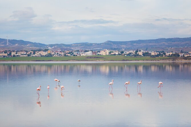 Private Full-Day Tour in Larnaca with Hotel Pick Up - Relaxing at Larnaca Salt Lake and Birdwatching