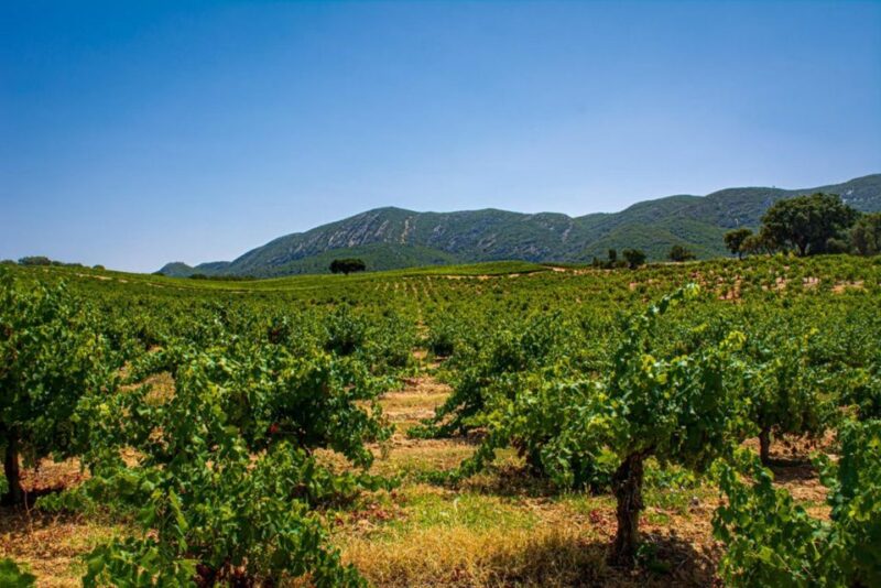 Private Full Day Tour Setubal - Logistics and Practical Details