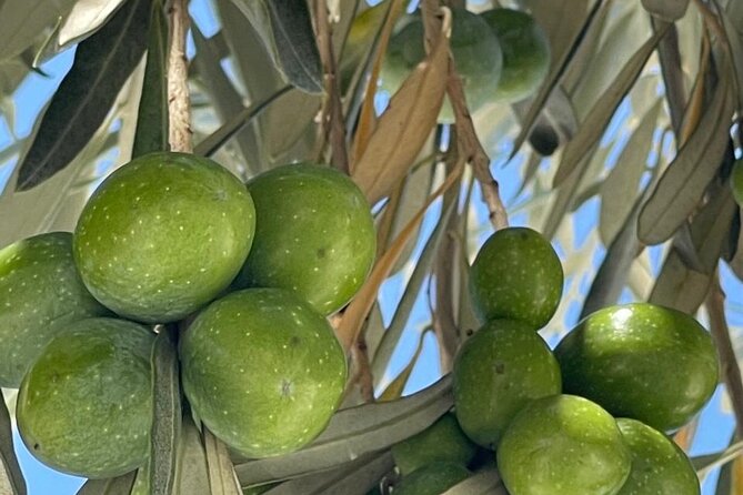 Private Full Day Tour to Nemea Wineries from Attica - Cooperative Winery of Nemea: Showcasing Local Diversity