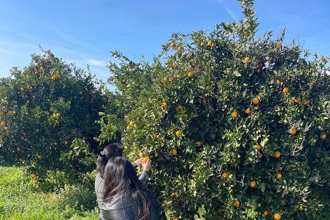 Private Full Day Tour to Nemea Wineries from Attica - Lafkioti Winery: One of the Oldest Wineries in Nemea