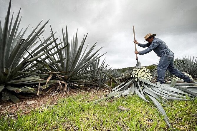 Private Full-Day Tour to Tequila Pueblo Magico - Mirador del Tequila: Thrilling Swing and Scenic Views