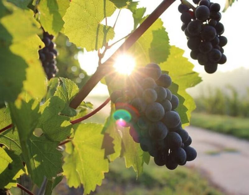 Private Full - Day Tour: Wine Tasting Tour to Peljesac - Wine Cellar Visits and Tasting Experience