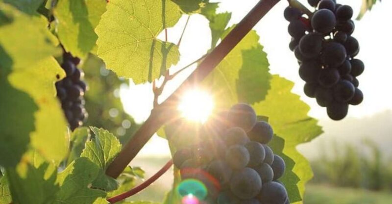 Private Full - Day Tour: Wine Tasting Tour to Peljesac - Who Will Enjoy This Tour Most