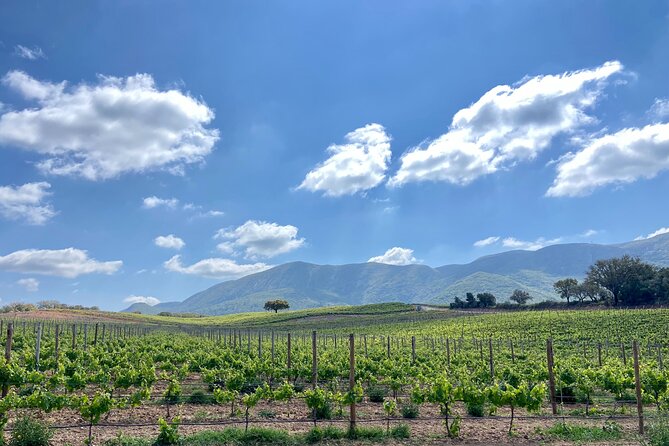Private Full-Day Wine Tour Arrábida from Lisbon with Tastings - Scenic View from the Cristo Rei Sanctuary