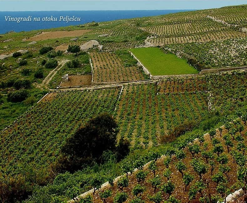 Private Full-Day Wine Tour from Dubrovnik to Peljesac - Key Points