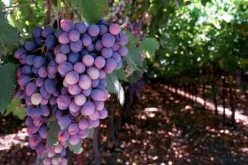 Private Full-Day Wine Tour from Dubrovnik to Peljesac - Starting Point: Dubrovnik to Peljesac in Style