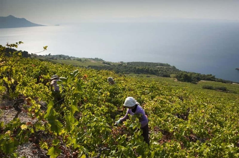 Private Full-Day Wine Tour from Dubrovnik to Peljesac - Who Will Enjoy This Tour Most?