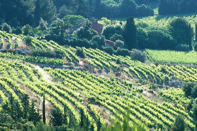 Private Full Day Wine Tour in Provence - Physical Requirements and Accessibility