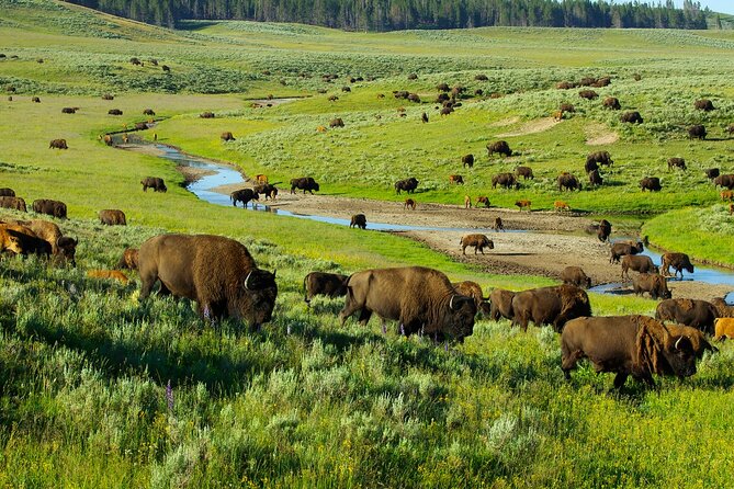 Private Full-Day Yellowstone National Park Tour - Navigating the Main Park Route and Hidden Gems