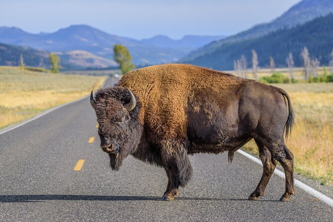 Private Full-Day Yellowstone National Park Tour - Highly Praised Guides and Personal Service