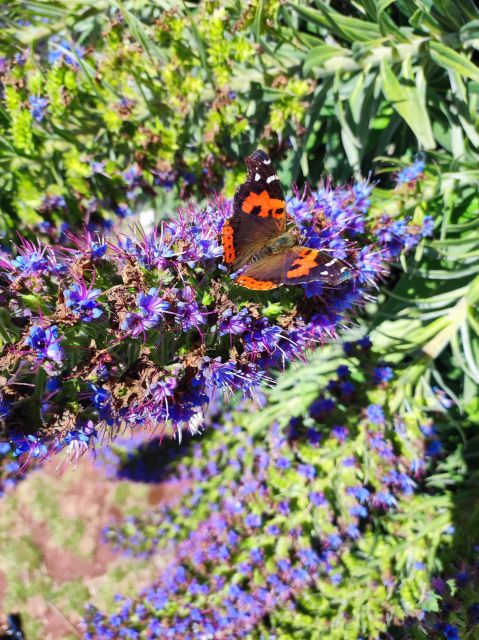 Private - Gastro Hike with Levada Walk and Local Food - Authentic Madeiran Cuisine at a Local Spot