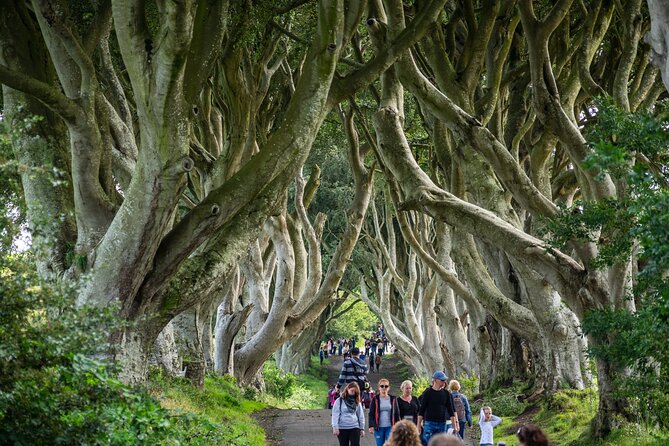 Private Giants Causeway Tour From Belfast - Stop at Carnlough Harbour and The Dark Hedges