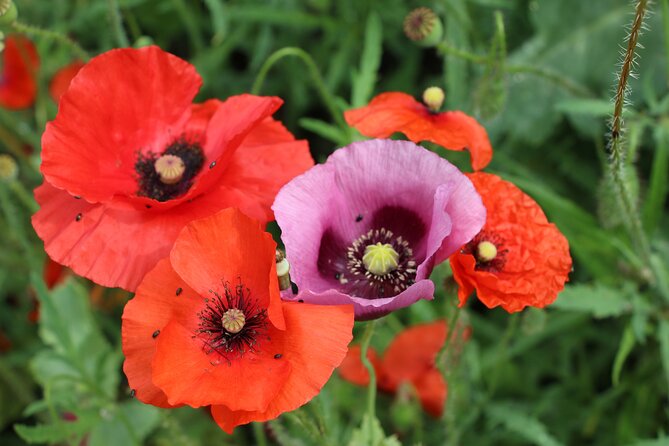 Private Giverny Roundtrip and Entrance Ticket from Paris - Flexible Departure Times and Seasonal Availability