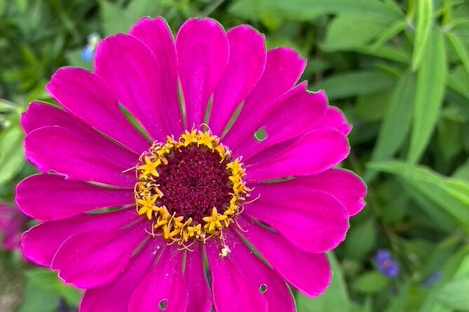 Private Giverny Roundtrip and Entrance Ticket from Paris - Pricing and Value for a Personal Artful Day Trip