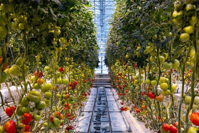 Private Golden Circle, Laugarvatn Fontana (Lunch Include) - Encounter with Local Icelandic Horses at Brú Horse Farm