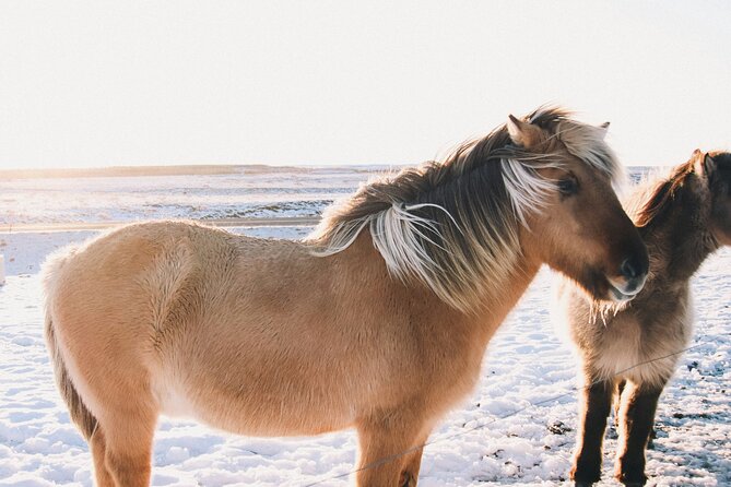 Private Golden Circle with Lunch at Tomato Farm (6 Locations) - Included Comforts and Extras: Snacks, Photos, and More
