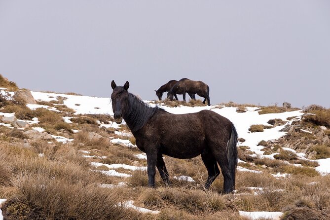 Private Granada Tour in Sierra Nevadas Summits - Ascend to Spain’s Highest Mountain Range in Sierra Nevada National Park