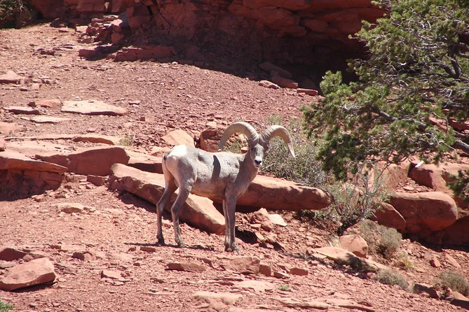 Private Grand Canyon Full Day Hike - Physical Requirements and Suitability