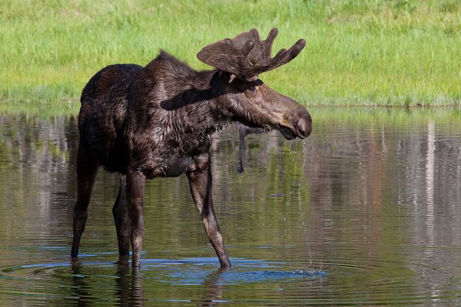 Private Grand Teton Wildlife Safari Tour - Wildlife Viewing: What to Expect