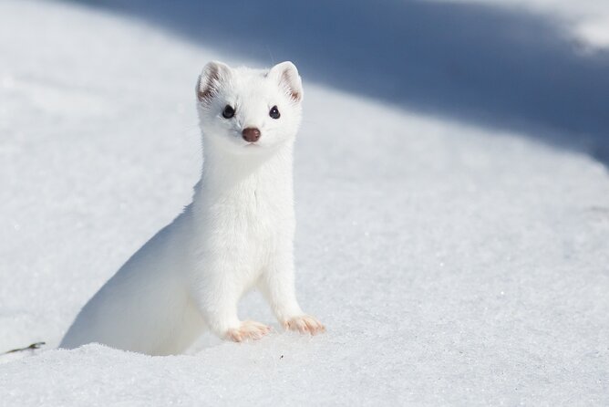 Private Grand Teton Winter Wildlife Tour - Key Points
