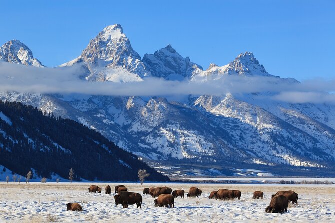 Private Grand Teton Winter Wildlife Tour - Scenic Overlook at Snake River