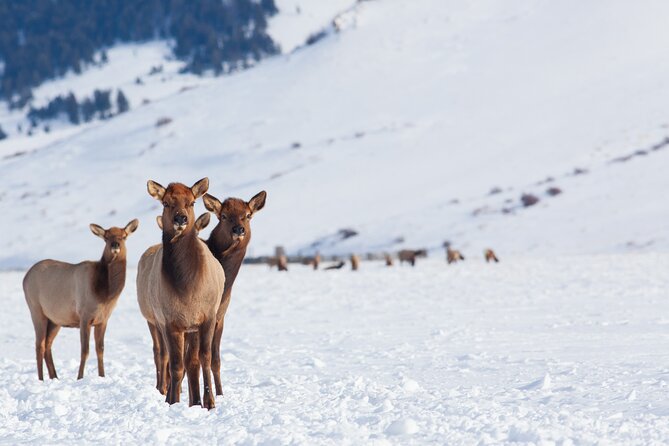 Private Grand Teton Winter Wildlife Tour - Equipment and Amenities: Binoculars, Meals, and Snacks