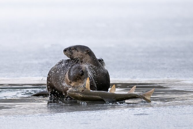 Private Grand Teton Winter Wildlife Tour - Logistics and Meeting Details