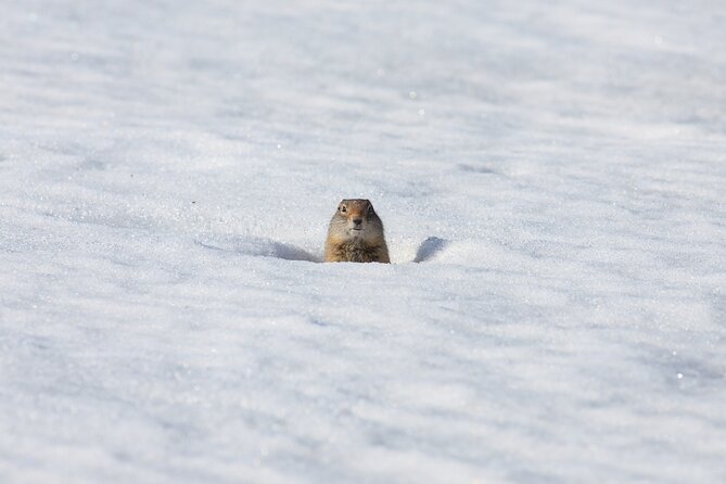 Private Grand Teton Winter Wildlife Tour - Considerations Based on Reviews