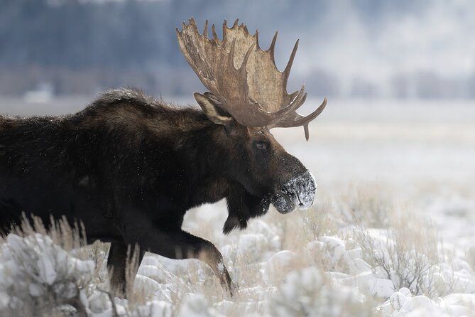 Private Grand Teton Winter Wildlife Tour - The Sum Up: A Scenic and Educational Winter Wildlife Experience