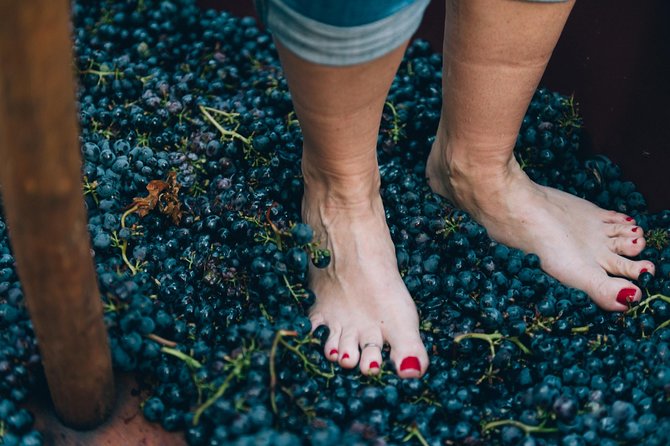 Private Grape stomping at Chianti Farmhouse - Meeting Point, Transportation, and Accessibility
