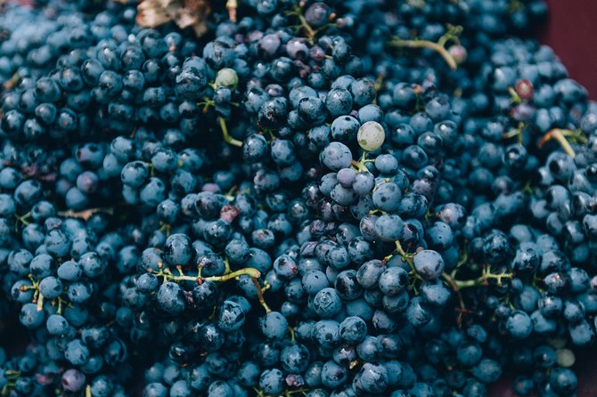 Private Grape stomping at Chianti Farmhouse - The Reviews: What Past Participants Say