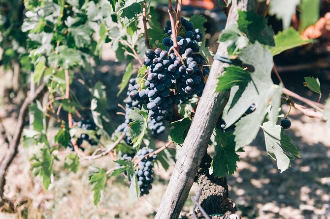 Private Grape stomping in Chianti from Siena - The Experience Provider: Tuscany Private Tour