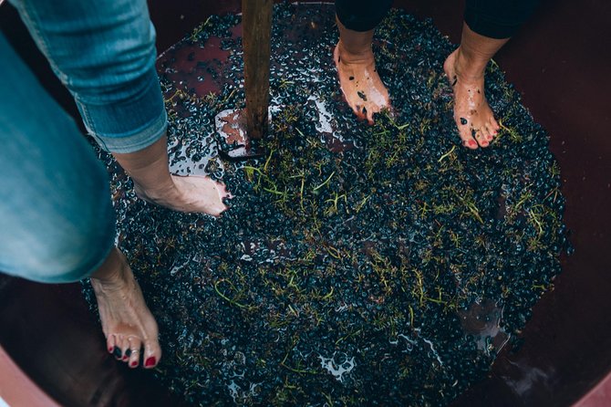 Private Grape stomping in Chianti from Siena - Accessibility and Practical Tips